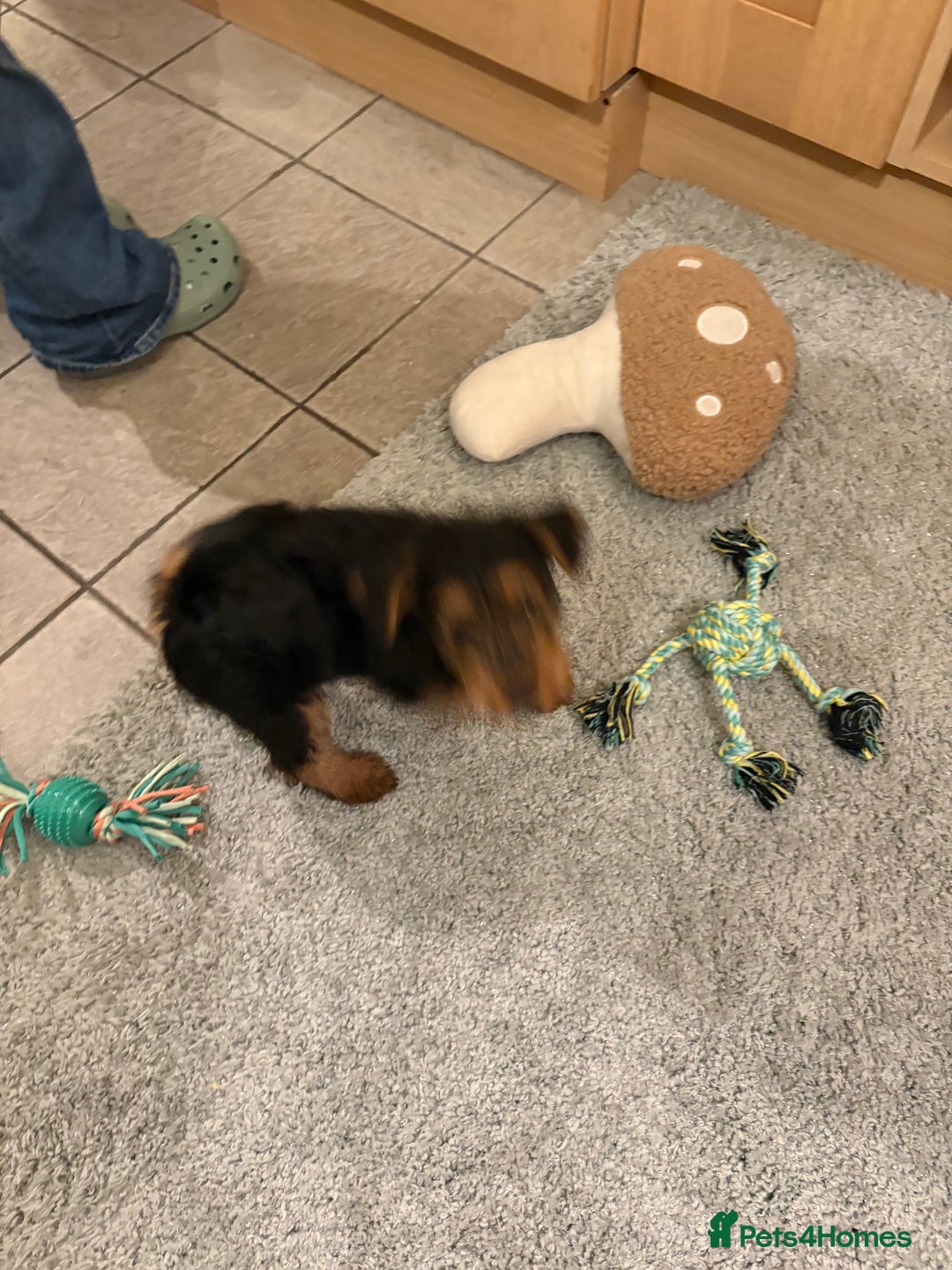 Welsh Terrier dogs for sale: Stunning Male Welsh Terrier Puppy Looking For Love - Advert 4