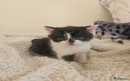 Mixed Breed cats for sale: Friendly kittens different ages - ready now - Advert 9