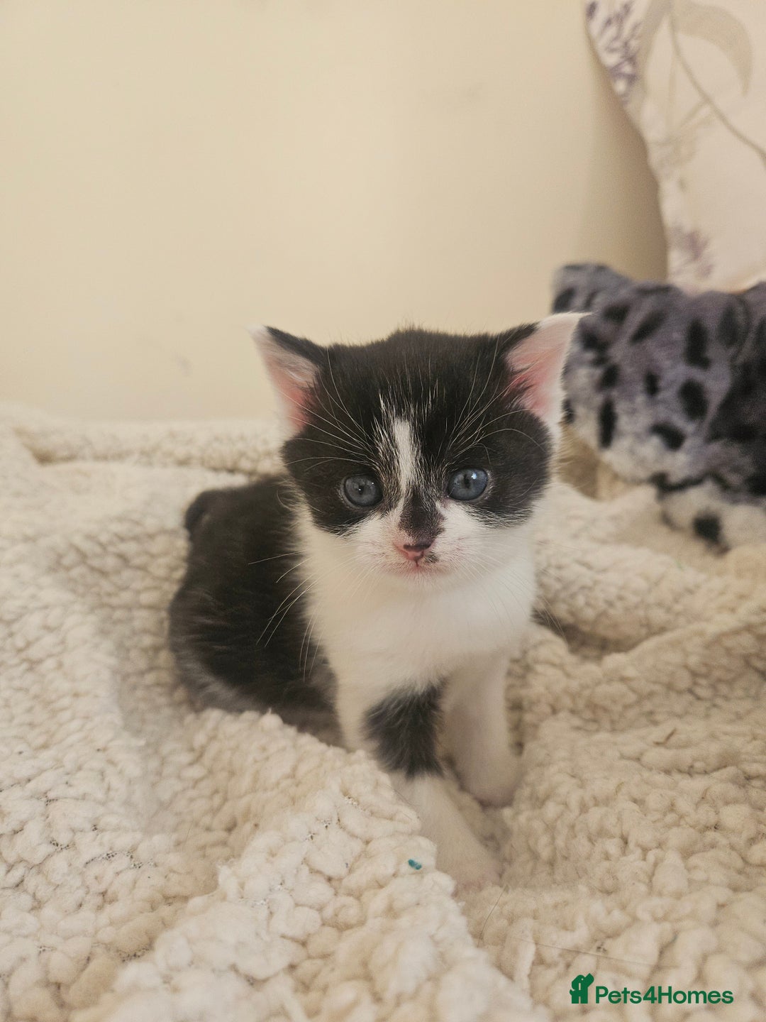 Mixed Breed cats for sale: Friendly kittens different ages - ready now - Advert 9