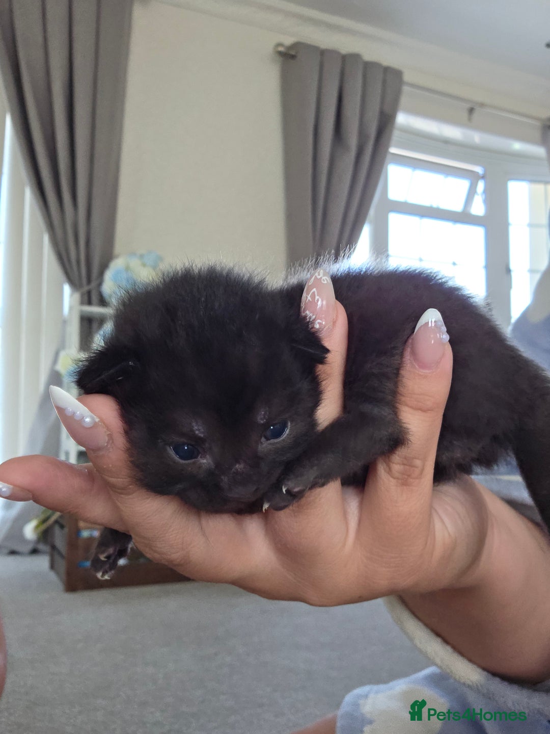 British Longhair cats for sale: 6 long haired kittens - Image 2