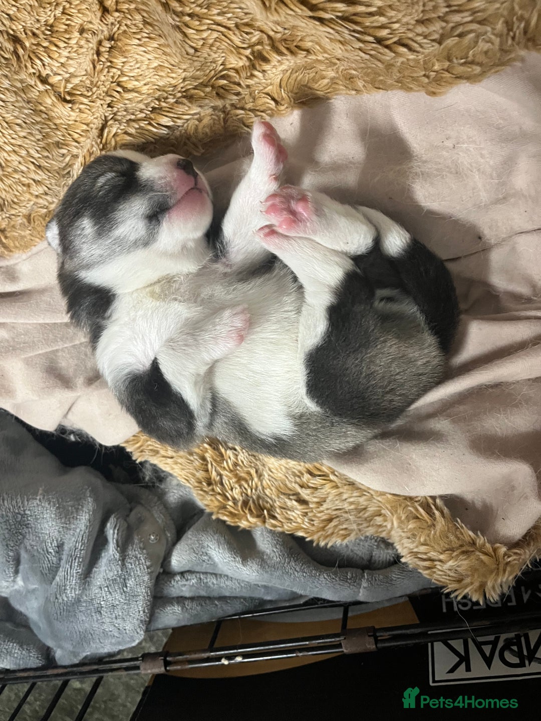 Mixed Breed dogs for sale: Samsky puppies - Advert 5