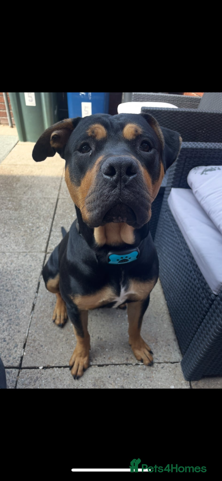Mixed Breed dogs Rocco 19 month old Rottweiler cross - Advert 2