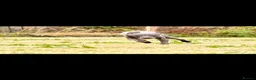 Italian Greyhound dogs for sale: Italian Greyhound KC  – Blue Girl & Fawn Boys - Advert 5