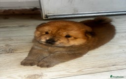 Chow Chow dogs for sale: Cinnamon Chow Chow Puppies - Image 3