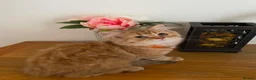 British Longhair cats for sale: British longhair  - Advert 6