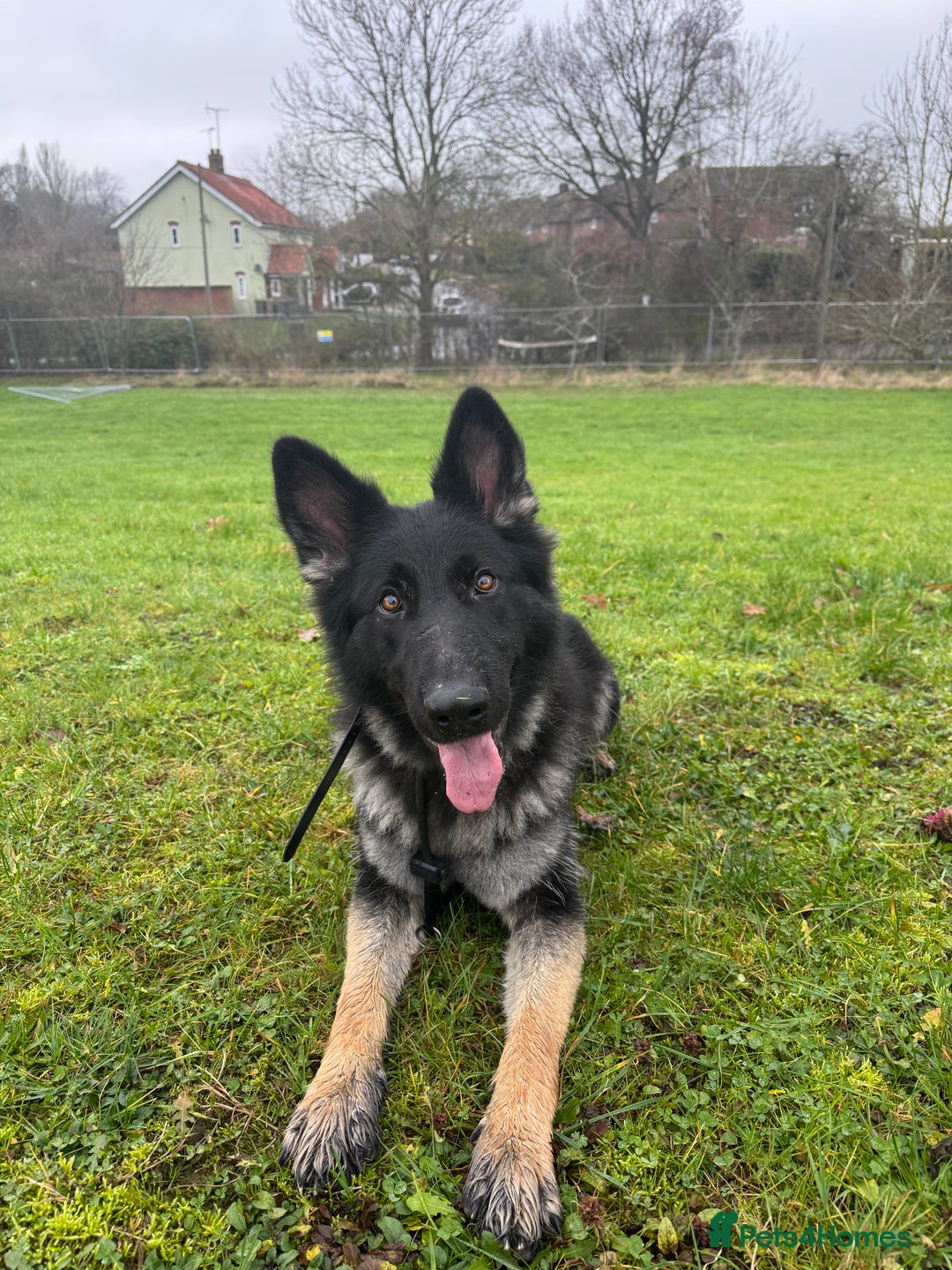 German Shepherd dogs for sale: Zeta -Working Line German Shepard - Advert 2