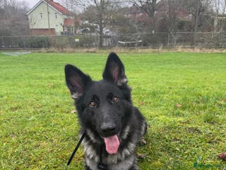 German Shepherd dogs Zeta -Working Line German Shepard - Advert 3