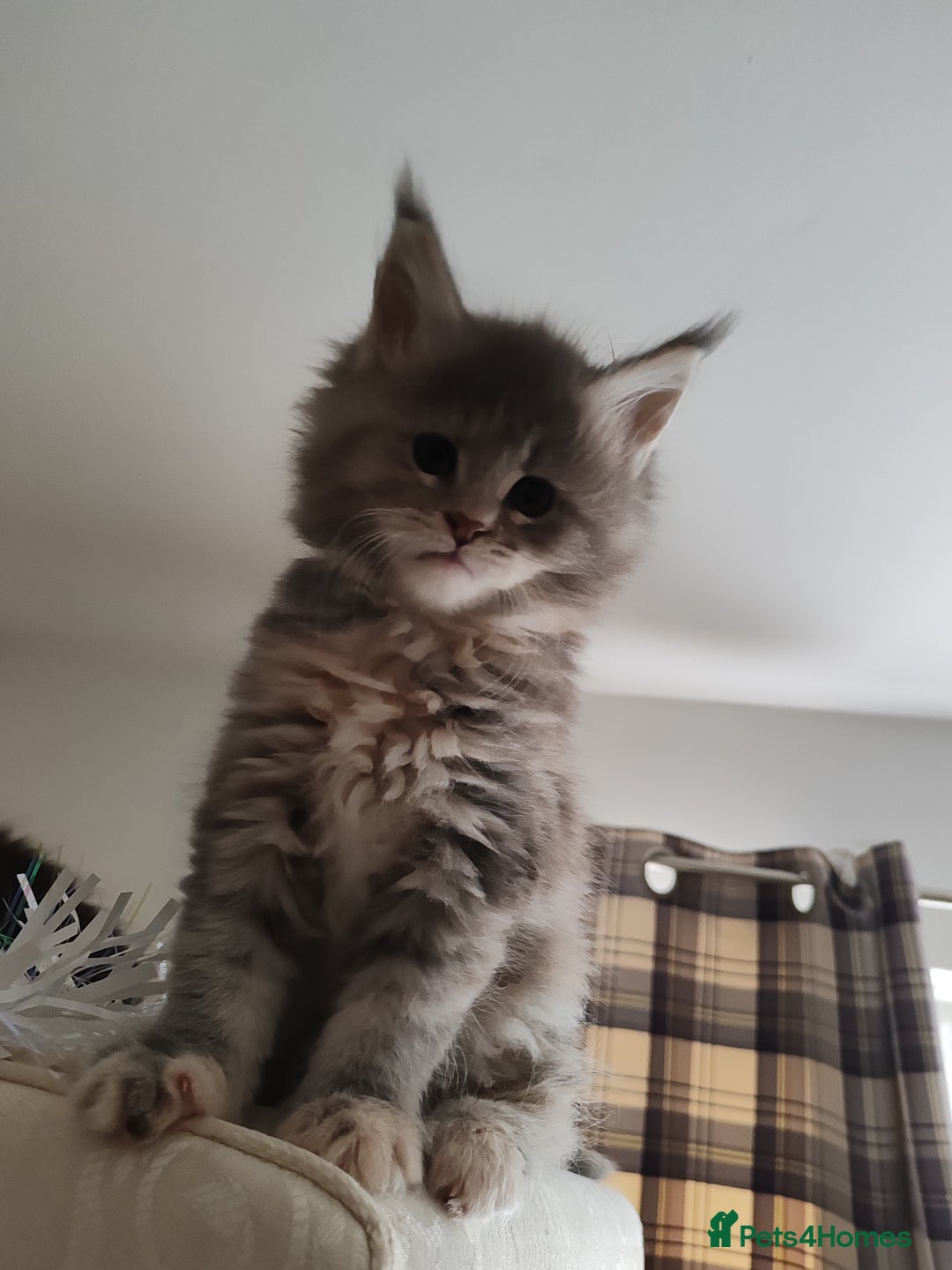 Maine Coon cats for sale: Maine coon kittens  - Advert 9