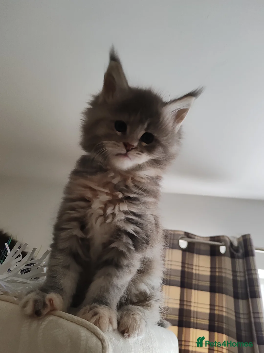 Maine Coon cats for sale: Maine coon kittens  - Advert 9