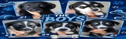 Mixed Breed dogs for sale: 10 beautiful pups for sale  in Retford - Advert 7