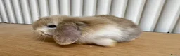 Mini Lop rabbits for sale: Baby mini lop bunnies  - Advert 2