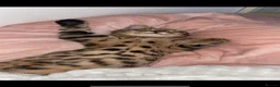 Bengal cats for sale: Beautiful Bengal Male Cat - Kairo  - Advert 6
