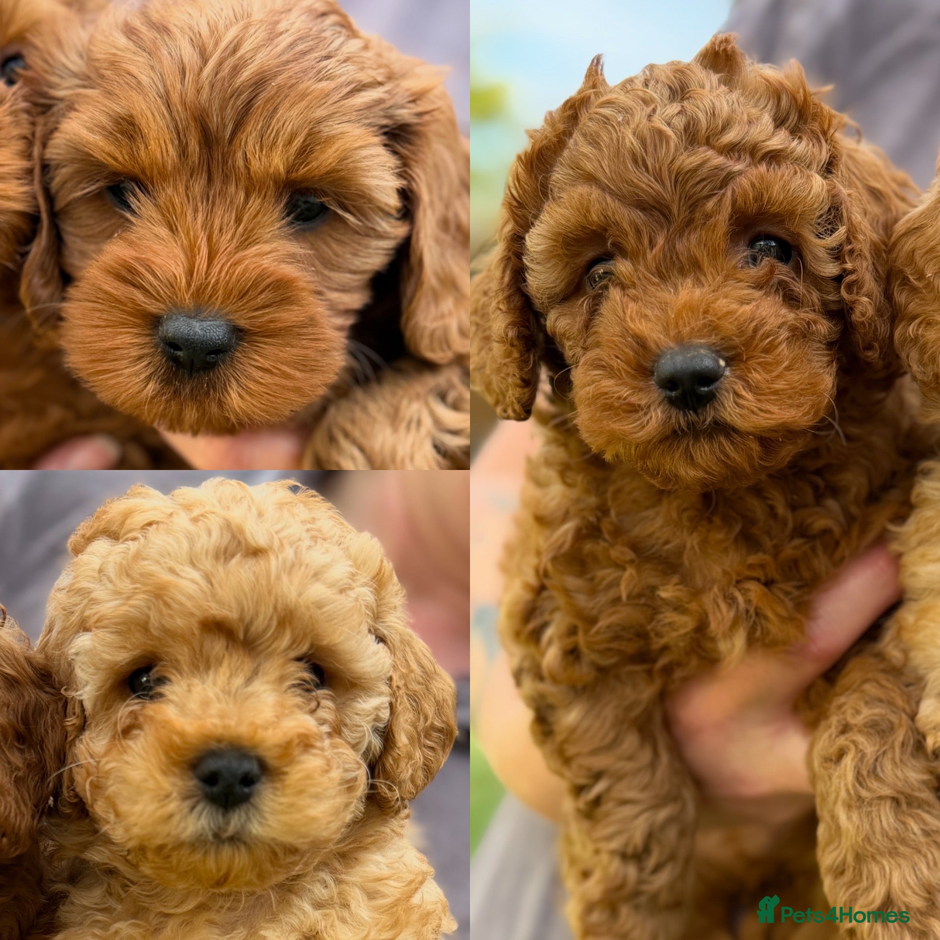 Cavapoo dogs Family reared Cavapoo Puppies *Ready on 30/09!* - Advert 1