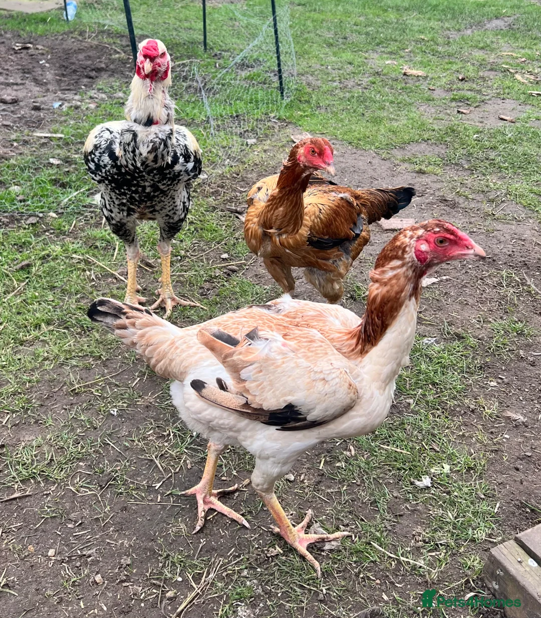 Chickens poultry for sale: Rare Breed Indio Gigante - 3 hens, 1 rooster - Advert 1
