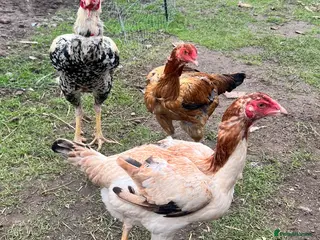 Chickens poultry Rare Breed Indio Gigante Chickens - Advert 1