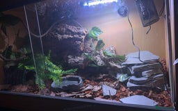 Python Snake reptiles for sale: Female Ball Python - Image 3