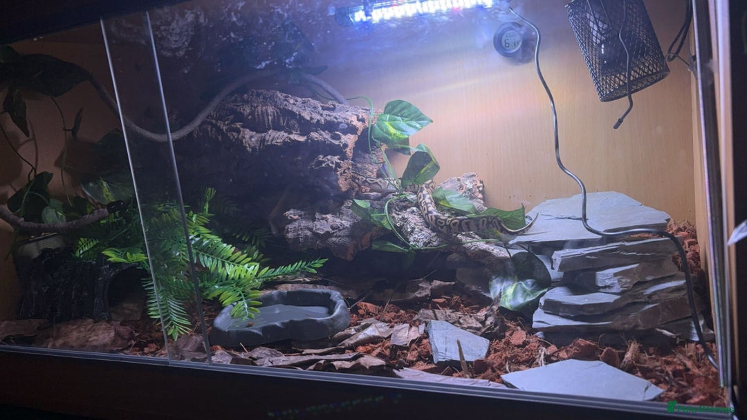 Python Snake reptiles for sale: Female Ball Python - Image 3