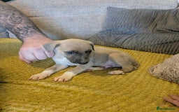 Lurcher dogs for sale: Lurcher pups whippet cross  - Image 8