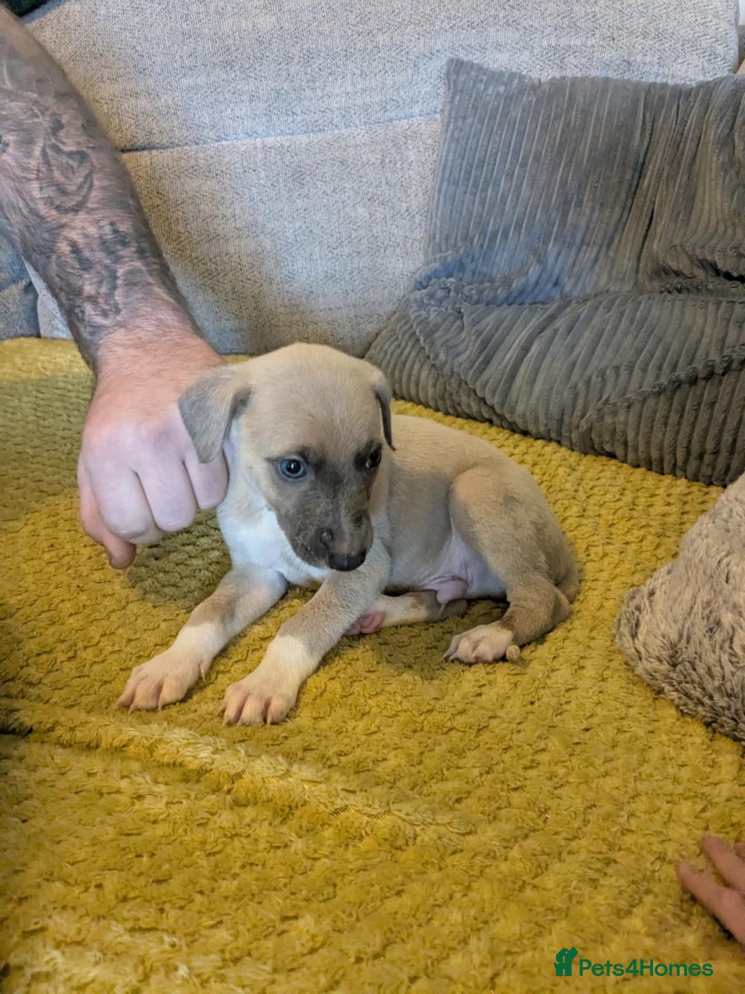 Lurcher dogs for sale: Lurcher pups whippet cross  - Image 8