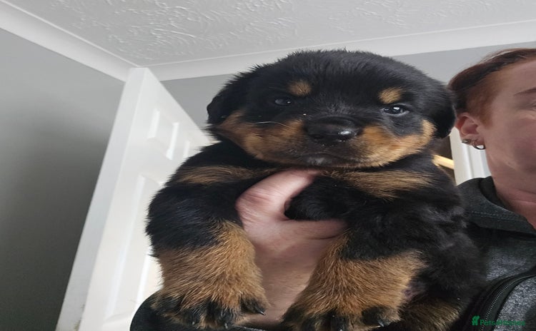 Rottweiler dogs - Advert 1
