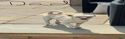 Mixed Breed dogs for sale: CHI SPANIEL PUPPIES READY 5th SEP - Advert 6