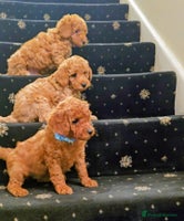 Miniature Poodle dogs - Advert 13