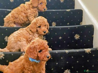 Miniature Poodle dogs - Advert 6