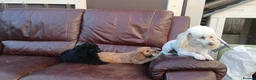 Cavapoo dogs for sale: Cavapoo  in Manchester - Advert 6