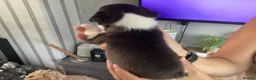 Boston Terrier dogs for sale: 5 BEAUTIFUL BOSTON TERRIER PUPPIES  - Advert 26