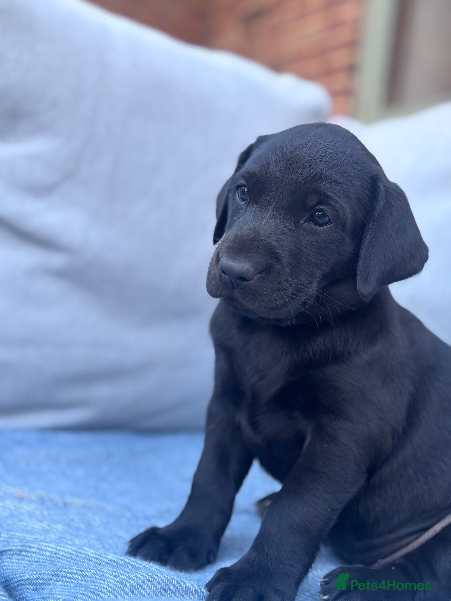 Labrador Retriever dogs Labrador puppies - Advert 1