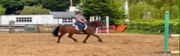 Exmoor horses for sale:  13'2 of fun and memories waiting to be made  - Advert 6
