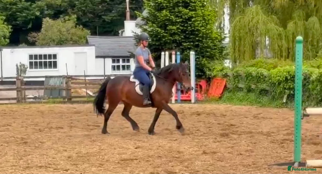 Exmoor horses for sale:  13'2 of fun and memories waiting to be made  - Advert 6