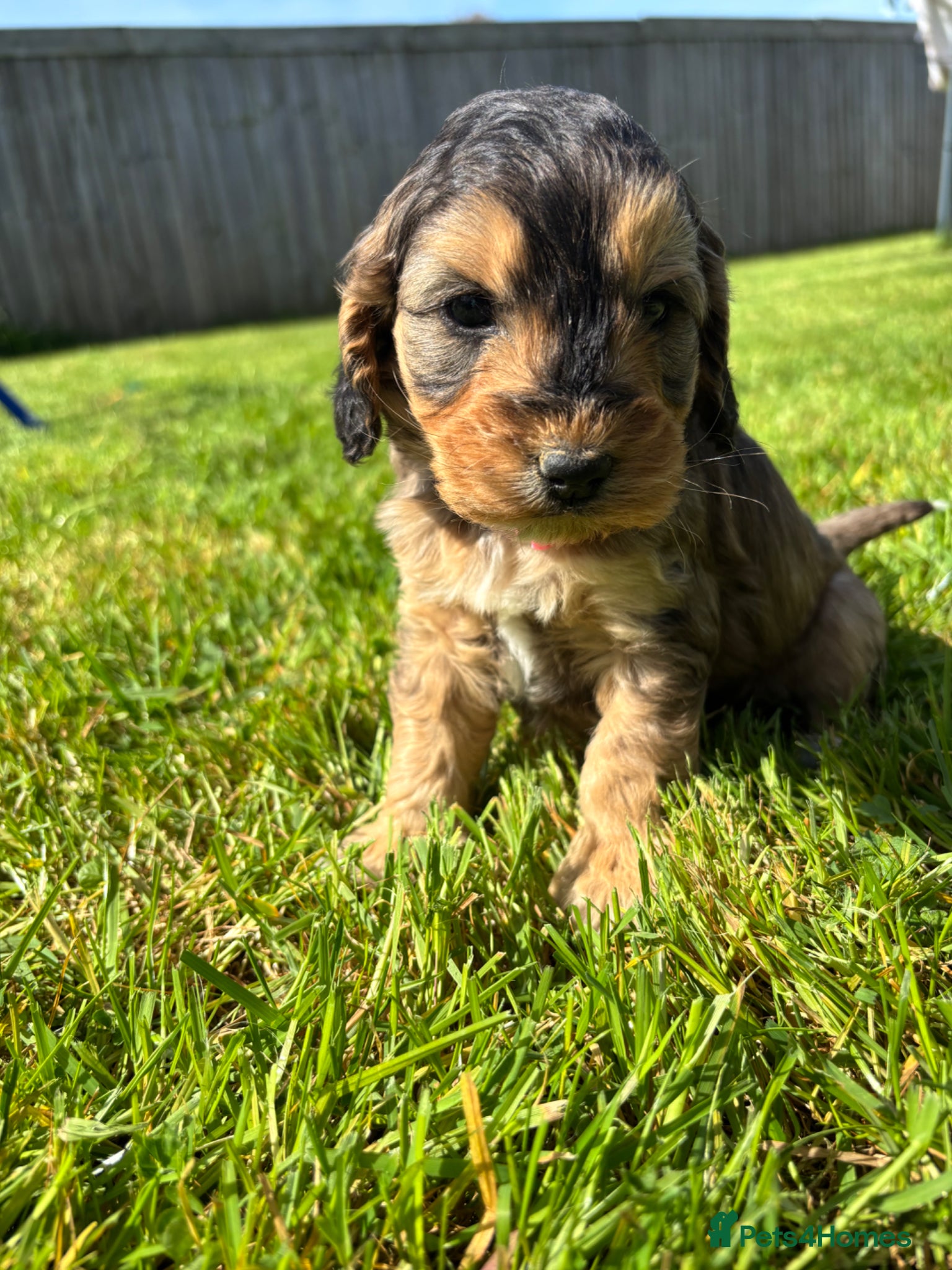 Cockapoo dogs Beautiful cockerpoo puppies - Advert 5