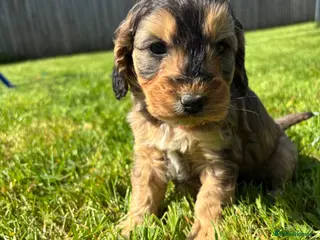 Cockapoo dogs Beautiful cockerpoo puppies - Advert 6