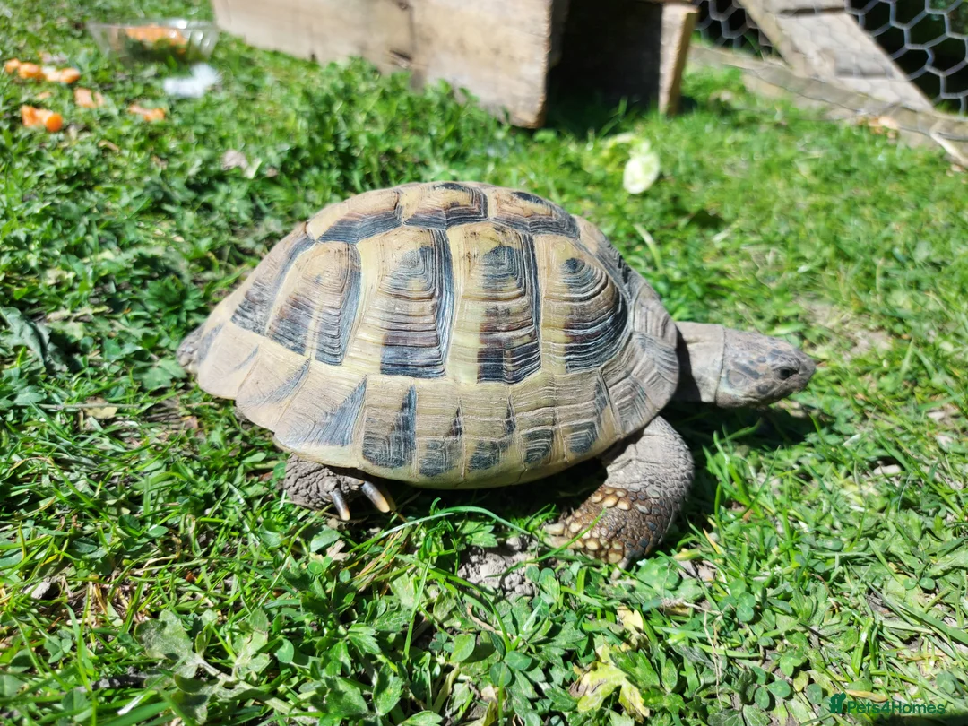 Tortoise reptiles for sale: Herman Torroise - Advert 1