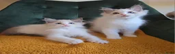 Ragdoll cats for sale: Show-class kittens ready for new homes! - Advert 10