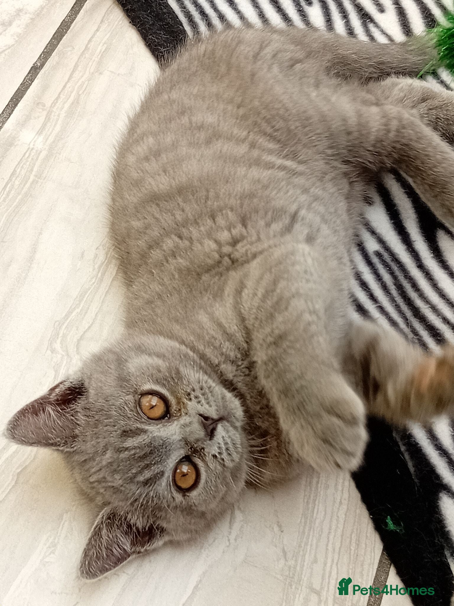 British Shorthair cats Gorgeous British short-hair kittens  - Advert 2