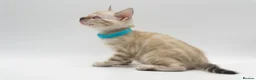 Bengal cats for sale: TICA Registered Brown & Snow Lynx Bengal Kittens - Advert 38