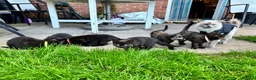 Mixed Breed cats for sale: 5 gorgeous ragdoll x girls looking for loving home in Ilkeston - Advert 5