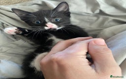 Mixed Breed cats for sale: 7 beautiful kittens - Image 7