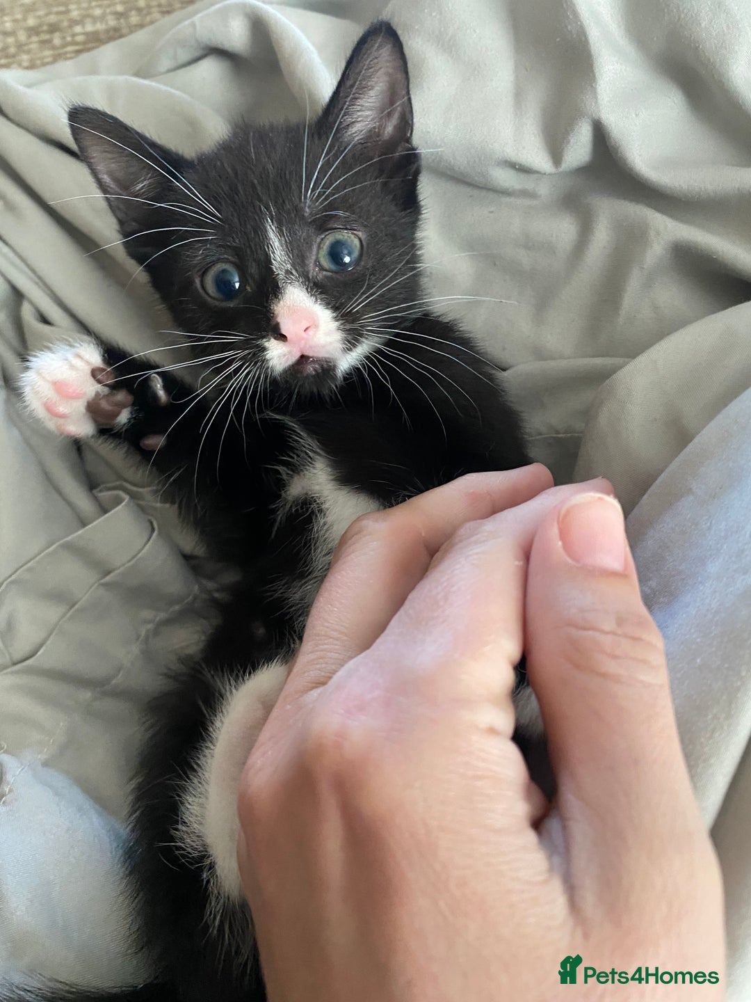 Mixed Breed cats for sale: 7 beautiful kittens - Image 7