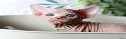 Sphynx cats for sale: Beautiful Pedigree Sphynx Kittens  - Advert 9