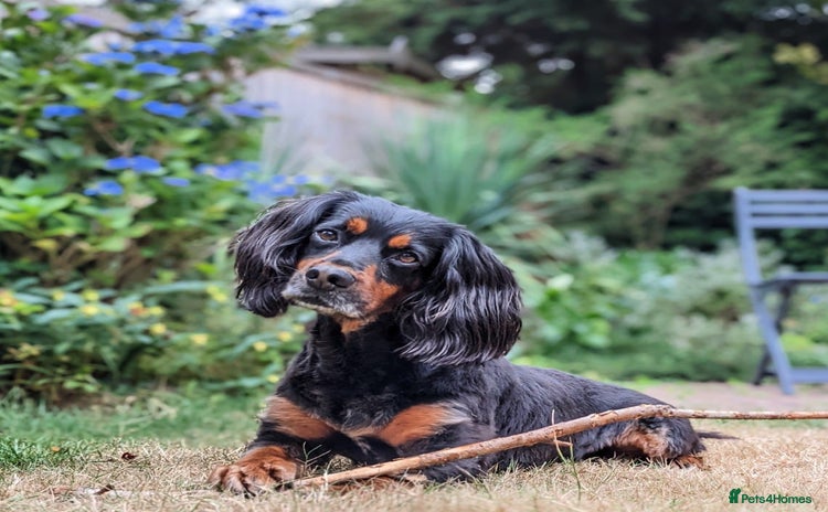Cocker Spaniel dogs - Advert 1
