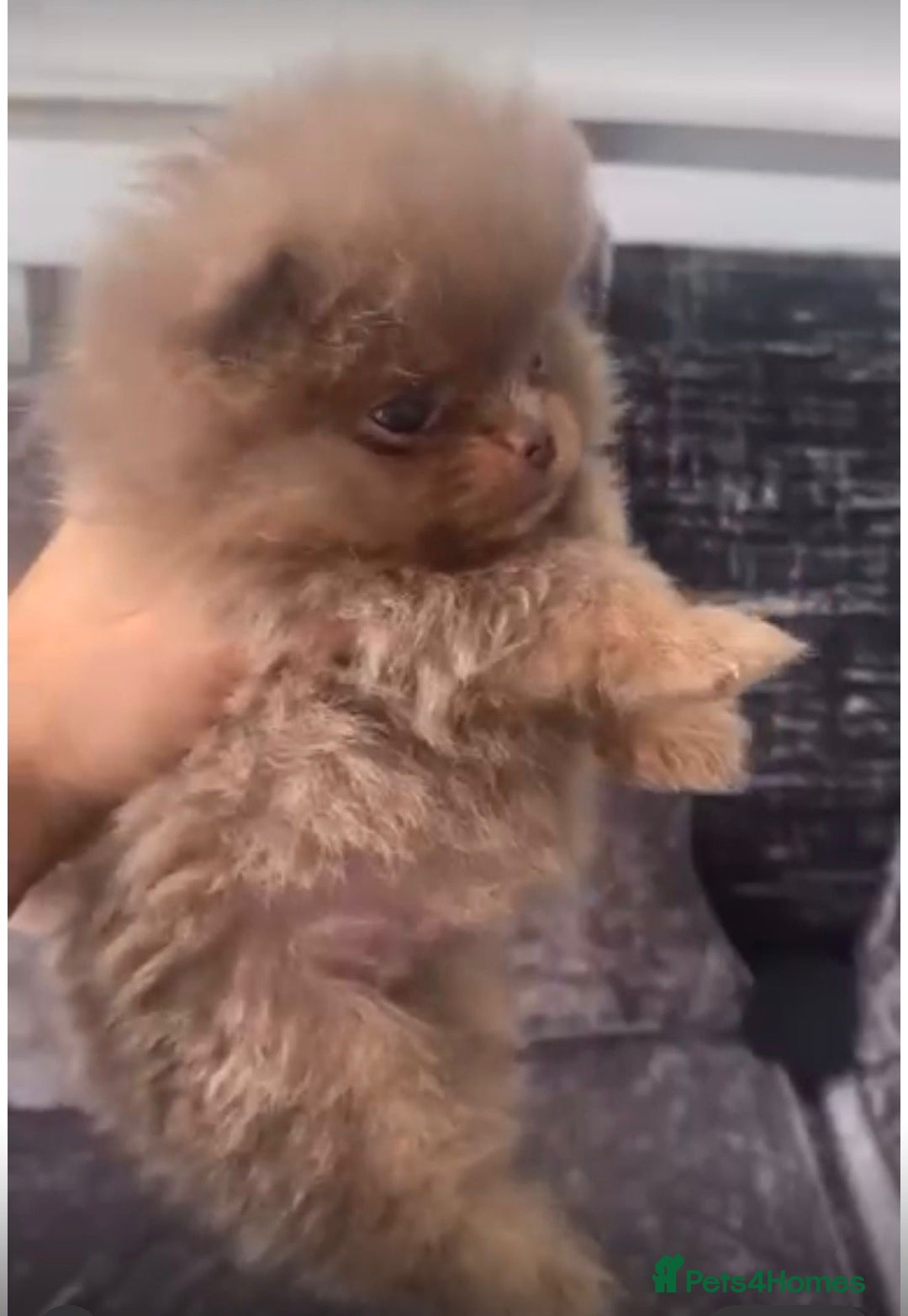 Pomeranian dogs for stud: 🐾✨ ** Lilac Tan Proven Stud Available! ✨🐾 - Image 6