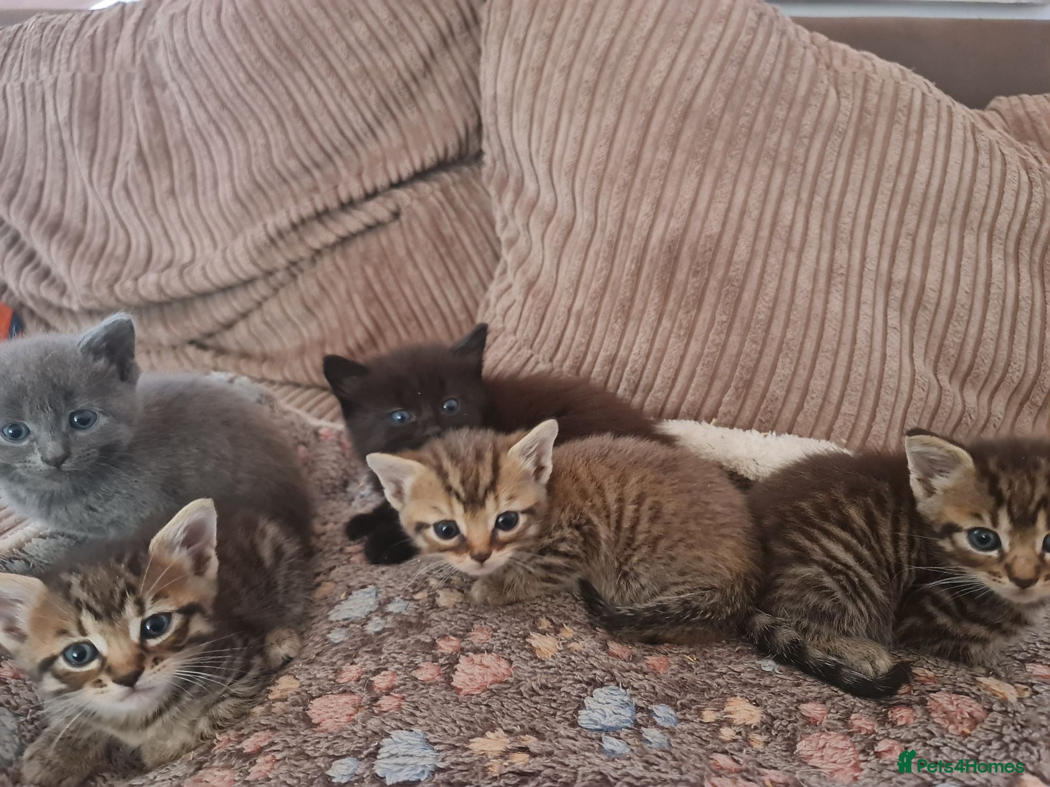 Mixed Breed cats Kittens for sale  - Advert 1