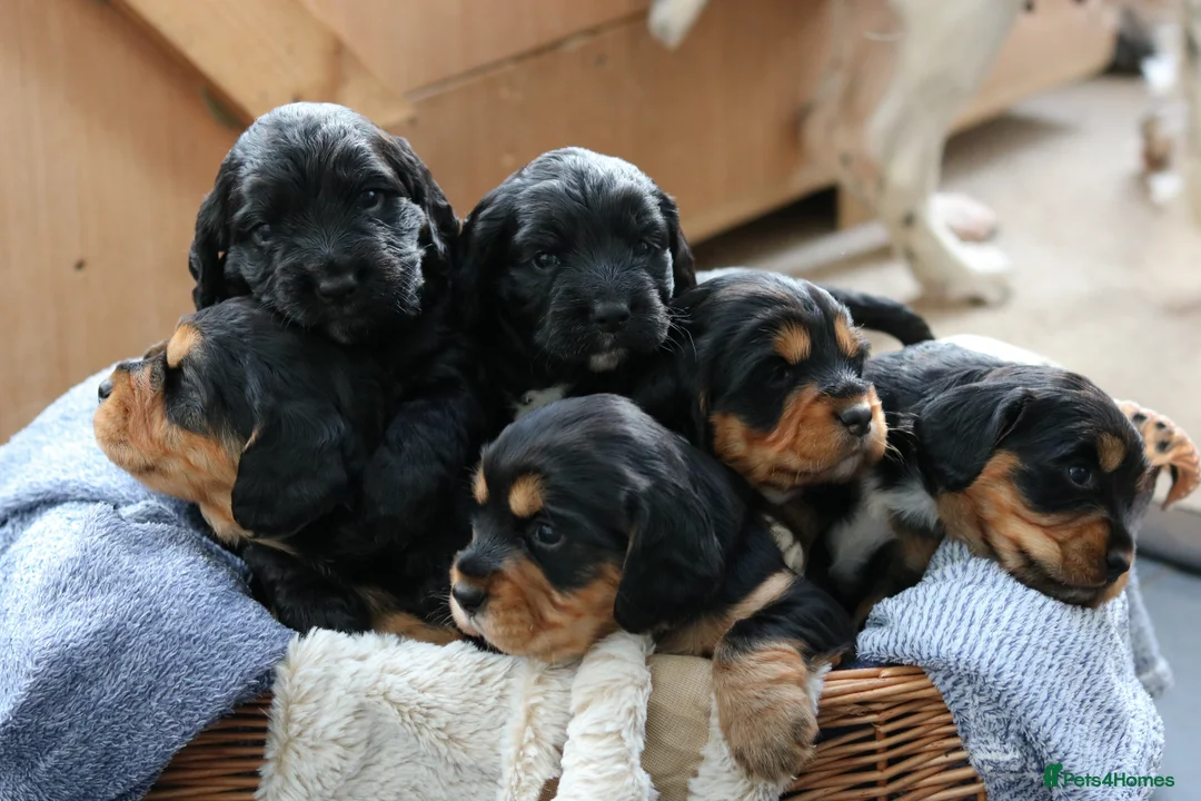 Sprocker dogs for sale: Sprocker Spaniel Puppies  - Advert 4