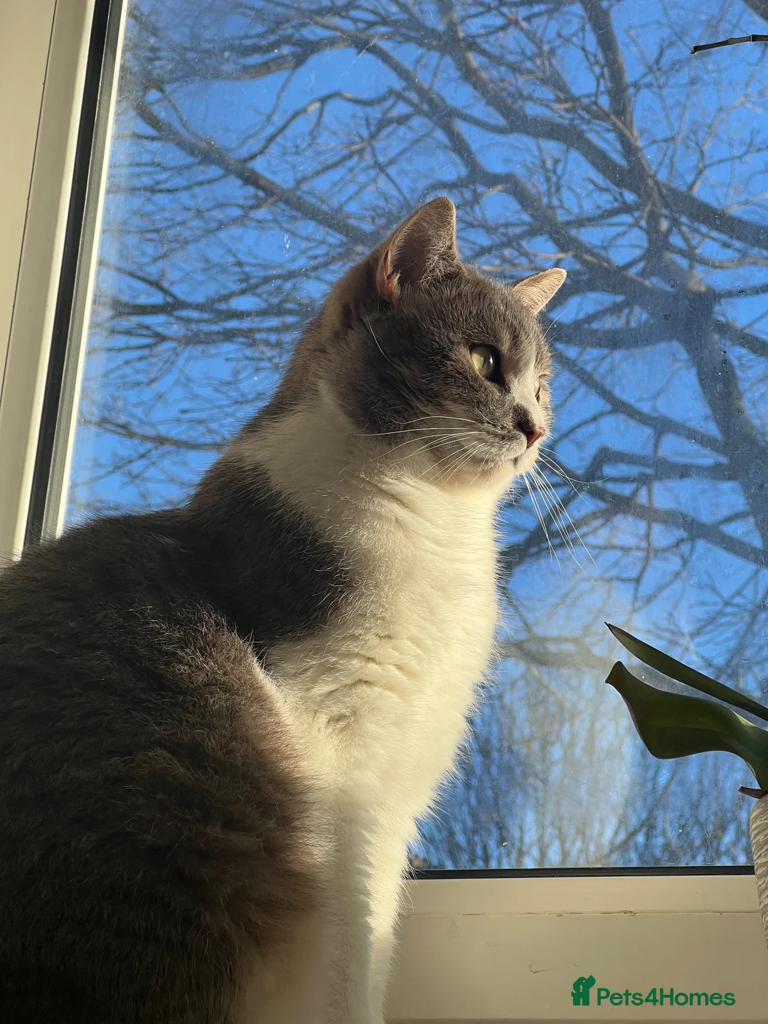 Mixed Breed cats for sale: Home for Leo  - Advert 2