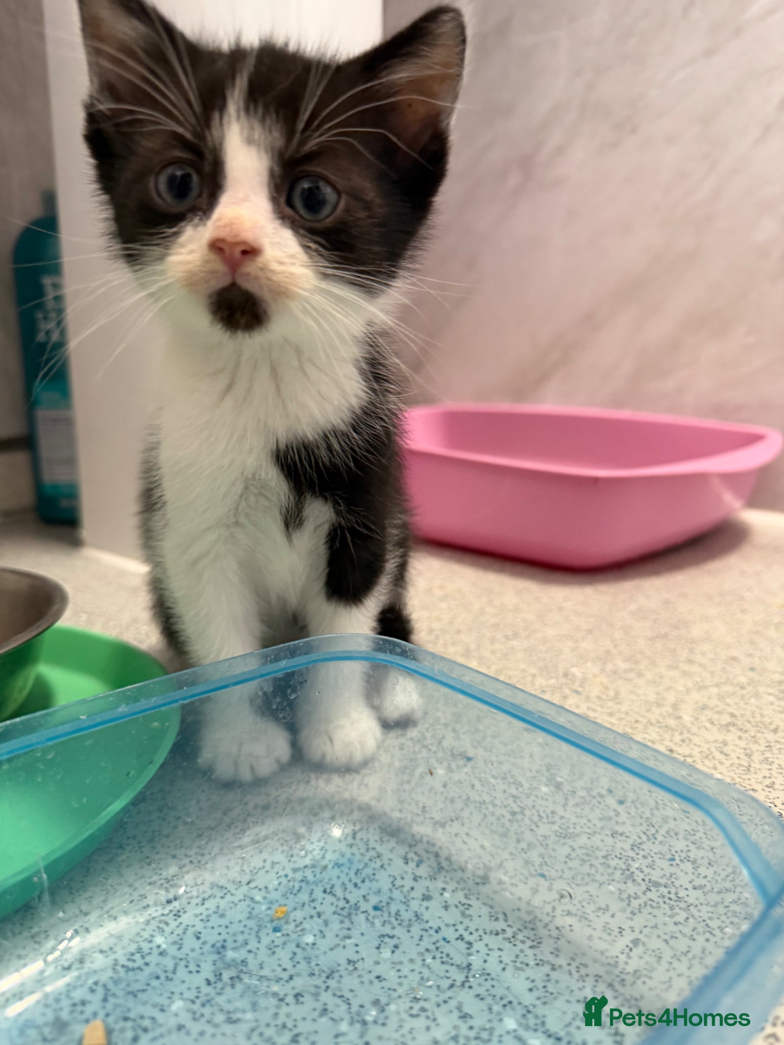 Mixed Breed cats for sale: Male Kittens  - Advert 9