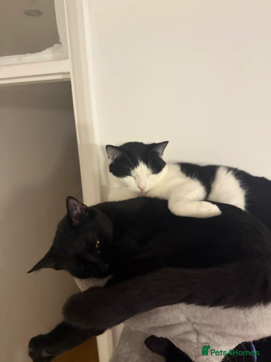 Mixed Breed cats for sale: Kimchi looking for a warm home - Advert 2