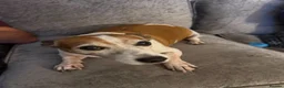 Jack Russell dogs for sale: Jack russell - Advert 9